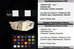 Foto (Objket + Etiketten) von Decapoda indet. 